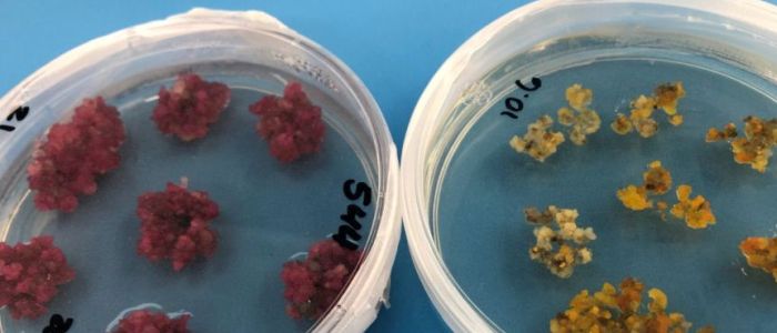 Вчені відкрили спосіб вирощувати кольорову бавовну