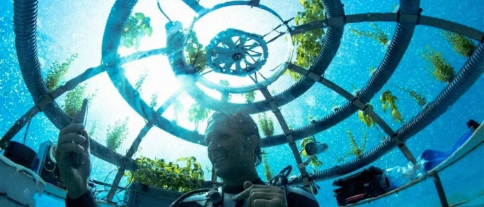 Водолази вирощують овочі у підводних теплицях