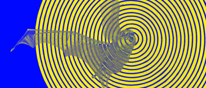 Інженери створили безпілотний літальний апарат з ехолокацією, як в кажана