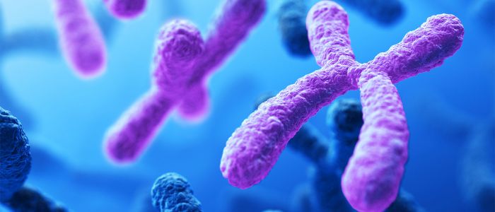 Дослідники за допомогою КРІСПР створили новий вид з однієї хромосомою