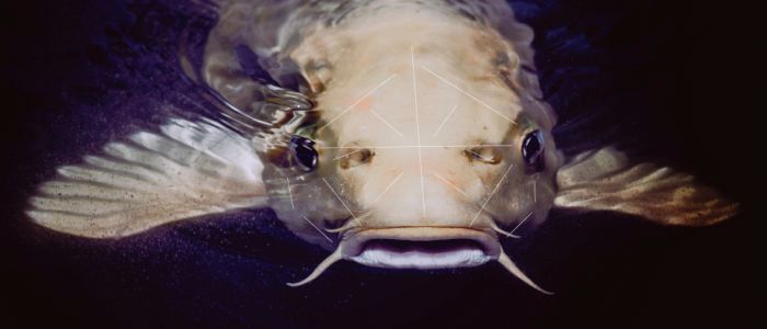 Фермери використовують розпізнавання обличчя у вирощуванні здорової риби