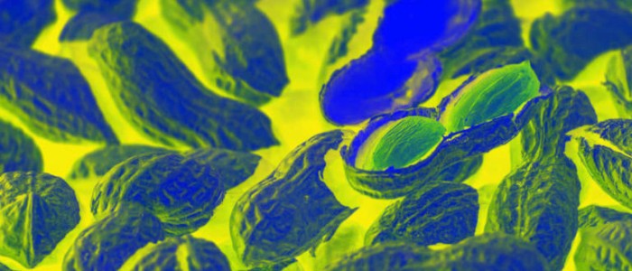 УПМ схвалила препарат для порятунку життя дітей з алергією на арахіс