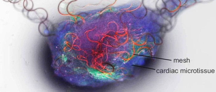 Вчені створили перший штучний нейрон, здатний взаємодіяти з людським мозком