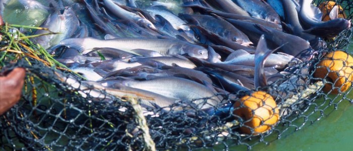 Вчені довели, що риба відчуває "сильний біль" щонайменше 10 хвилин після вилову