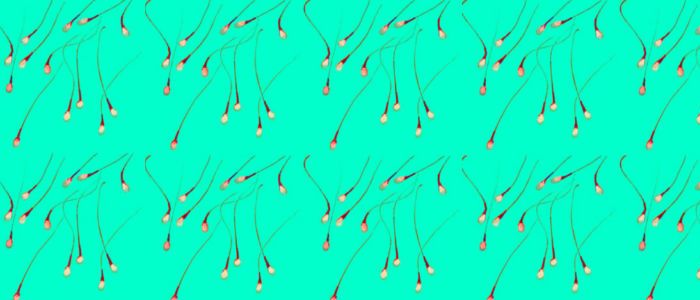 Вчені вперше виростили стовбурові клітини сперми людини в лабораторії