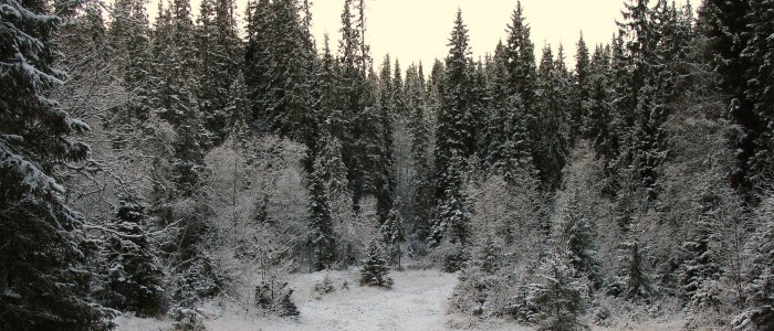 Ліси неухильно поширюються на північ, як показують супутникові знімки