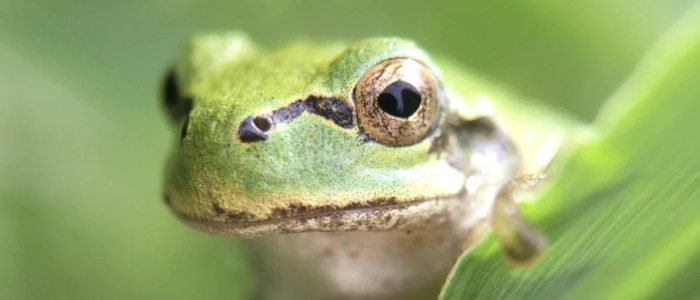 Бактерії з кишківника жаб знищують ракові пухлини у мишей після одноразового введення