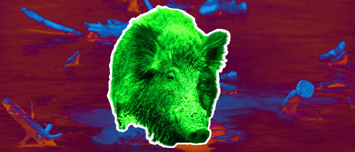 Фукусіма тепер є домом для радіоактивних гібридів кабана і свині