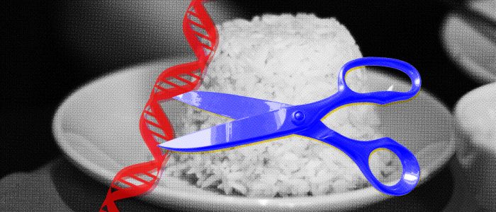 Технологія редагування генів ось-ось вийде на ринок продуктів