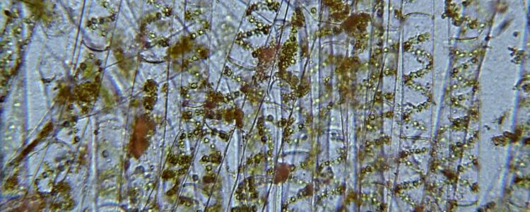 Генетично модифіковані водорості можуть бути ключем до завтрашніх біо-сонячних елементів