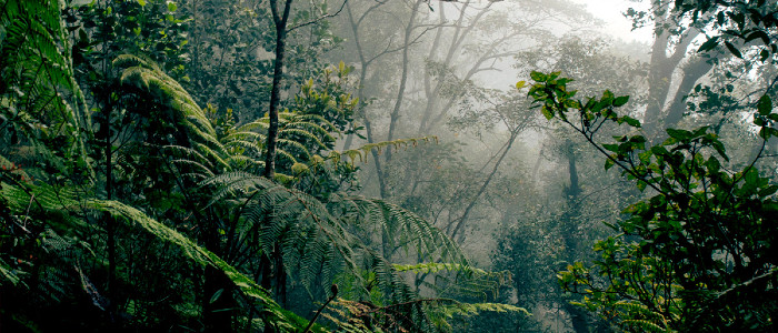 Генетично модифіковані дерева можуть боротися зі зміною клімату