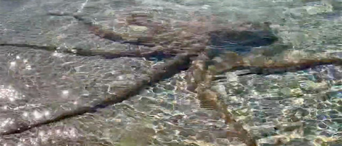 Гігантський восьминіг напав на австралійського геолога