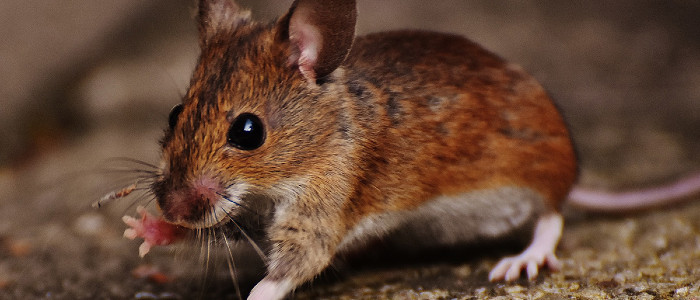 Гарвардські вчені повернули назад старіння мишей на клітинному рівні