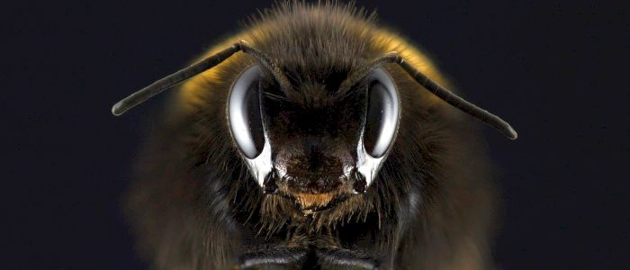 Бджолина отрута швидко вбиває агресивні клітини раку молочної залози
