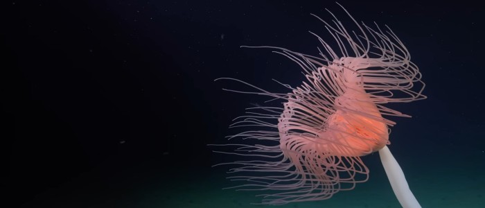 Айсберг, що відколовся від Антарктиди, оголив істот із щупальцями