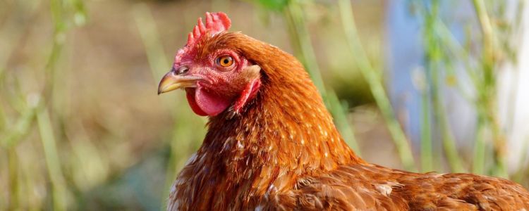 В Японії курки були генетично змінені, щоб відкладати яйця, які борються з раком