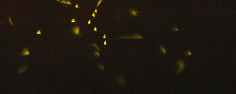 Японські дослідники показали крихітного "світляка", званого Люціола