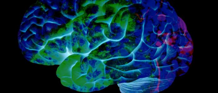 Лабораторні міні-нирки продукують небажані мозкові клітини