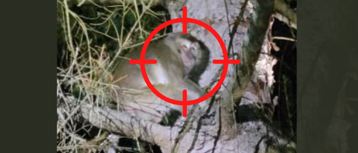 Лабораторні мавпи втекли після дорожньо-транспортної пригоди у Пенсільванії