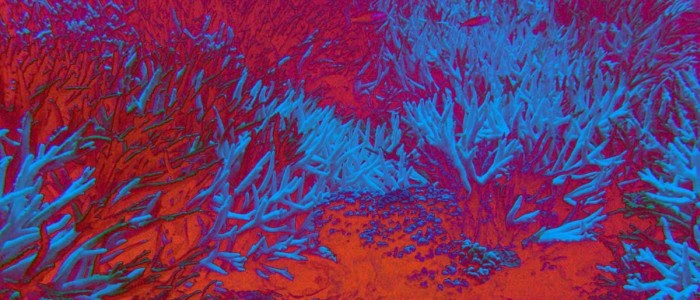 Гучномовці притягують дику природу до мертвих рифів