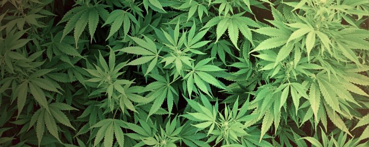 Складова маріхуани видаляє з мозку токсічний протеїн Альцгеймера