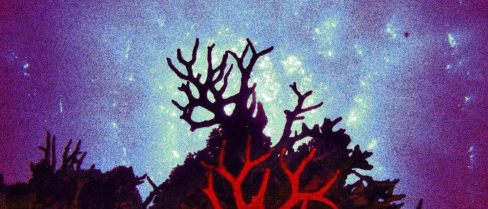 Наближається масове вимирання, оскільки океанічні істоти залишають екватор