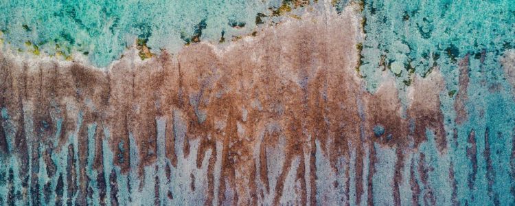 Мікробна броня може захистити коралові рифи, що вмирають