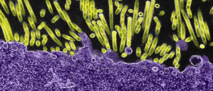 Вчені MTІ досягли значного прогресу в створенні універсальної вакцини проти грипу