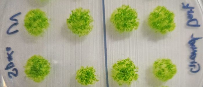 Мох вижив у космосі протягом дев'яти місяців