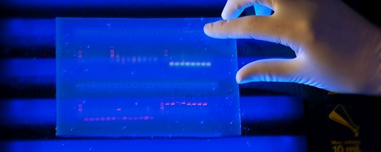 Нове дослідження геному рослин може допомогти боротися з хворобами людини