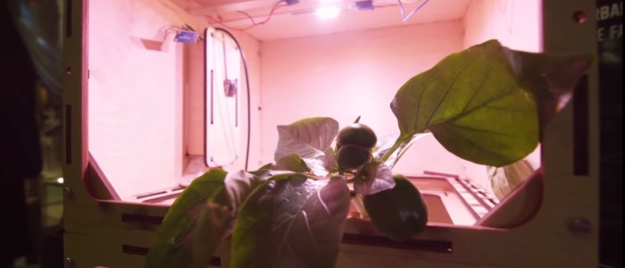 Новий конкурс НАСА шукає спосіб виростити космічний сад