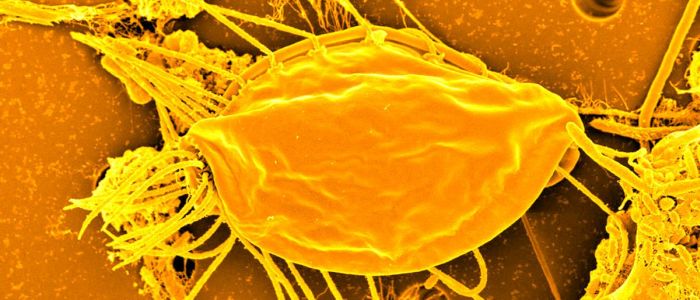 Нове дослідження додає ще одну гілку еволюційного дерева життя