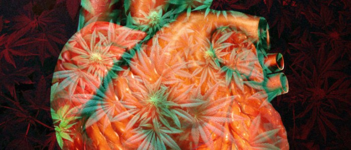 Нове дослідження: марихуана змінює структуру серця