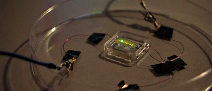 Нові розумні татуювання мають вбудовану підсвітку