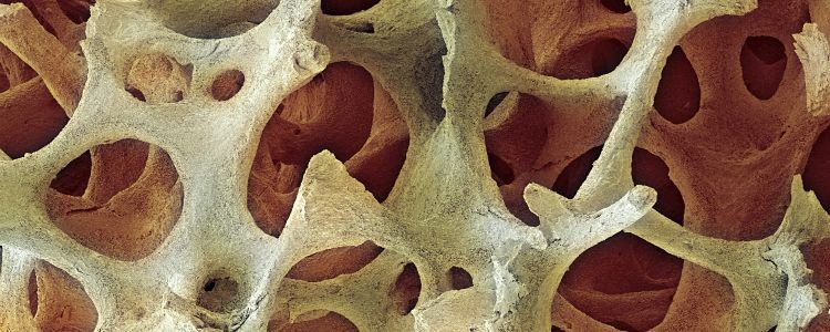 Нова методика дозволяє відростити кістки