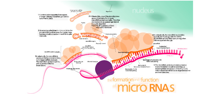 Нове лікування може покращити когнітивні функції у людей із синдромом Дауна