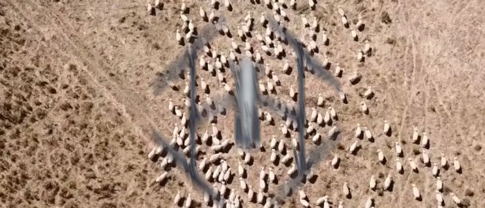 Фермери Нової Зеландії використовують безпілотники для випасу овець