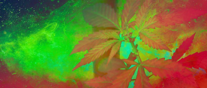 Нововиявлені ​​з'єднання канабісу в 30 разів сильніші за ТГК