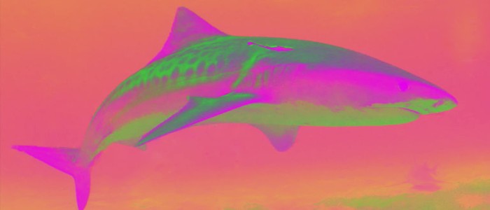 Наші кислотні океани роз'їдають шкіру акул