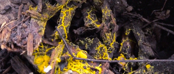 Паризький зоопарк представляє дивну «кляксу», яка може вчитися без мізків