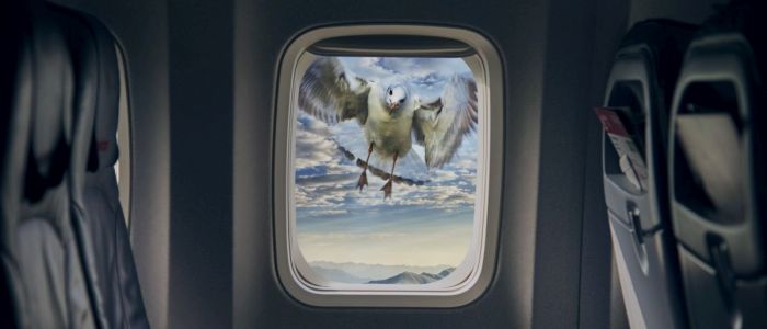 Літаки вбивають величезну кількість птахів, яких можна врятувати