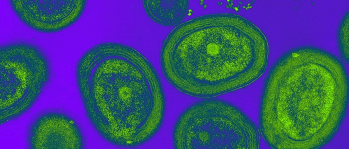 Пластик вбиває бактерії, які виробляють 10% кисню Землі