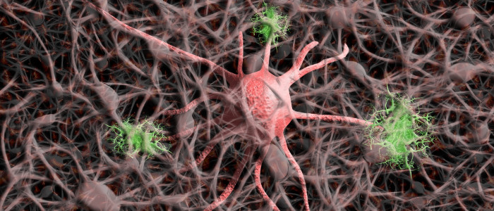 Потенційне лікування хвороби Альцгеймера відновлює втрачені спогади у мишей