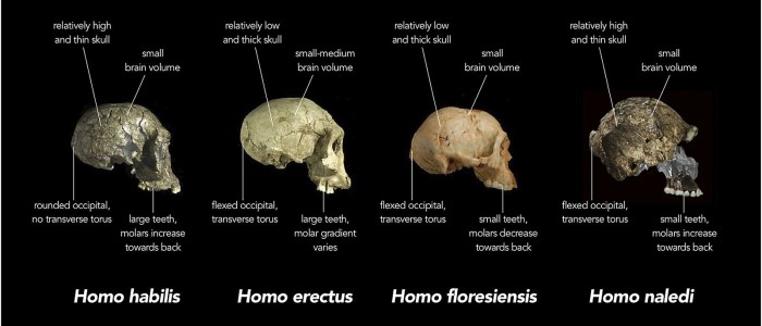 Долюдські види вирізали символи понад 200 000 років тому