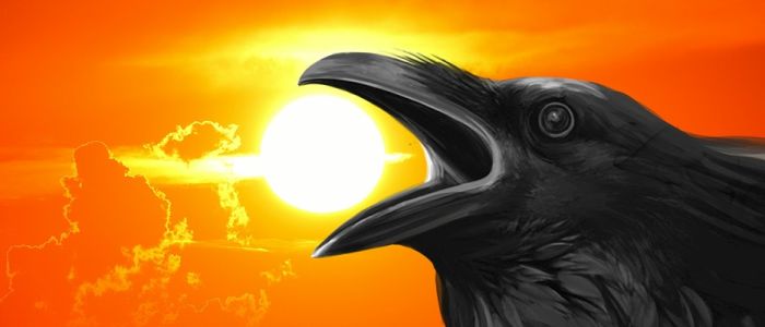 Вчені довели, що ворони володіють свідомим досвідом