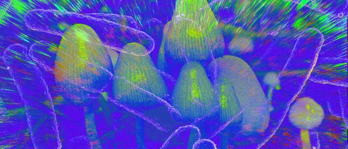 Дослідники модифікували E. coli на вироблення псилоцибіну