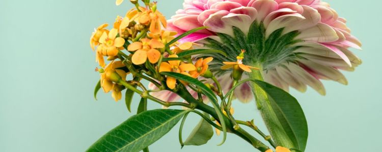 Дослідники склали мапу того, як рослини відчувають наш світ