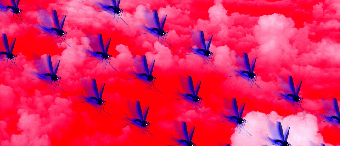 Спільнота стурбована через випуск 500 мільйонів генномодифікованих комарів