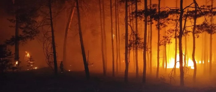 Країна-терорист знищила понад 1600 квадратних кілометрів лісів в Україні