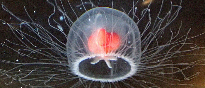 Вчені знайшли гени, які роблять безсмертних медуз безсмертними